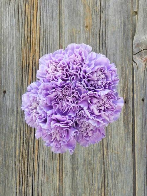 MOONAQUA LAVENDER CARNATIONS